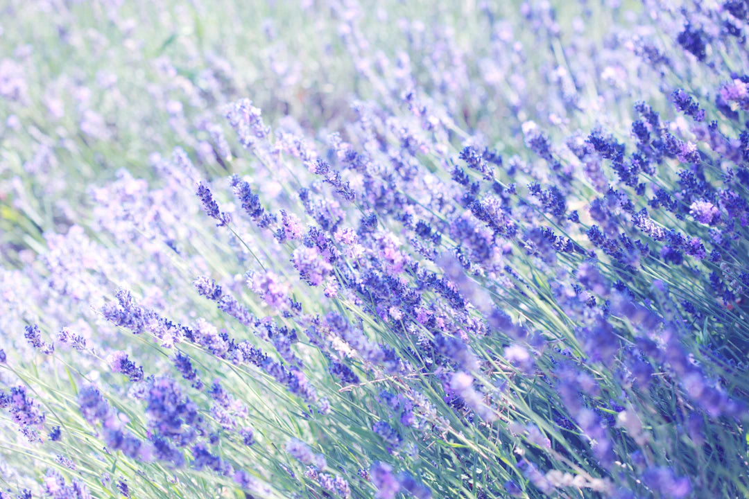 Les Ingrédients Naturels dans les Cosmétiques Afro : Un Voyage vers la Beauté Authentique