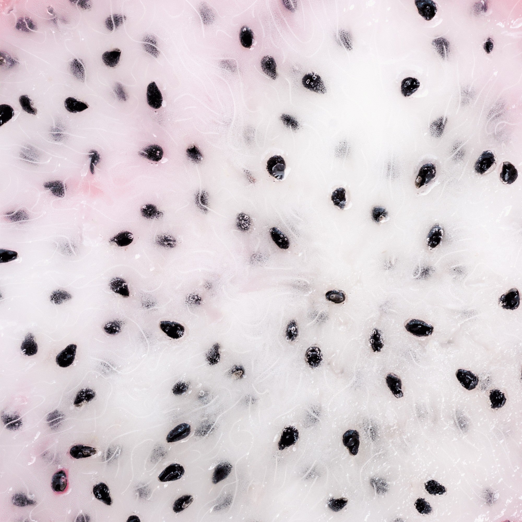 Close-up of a dragon fruit with black seeds on a white background - ABS France Wholesale